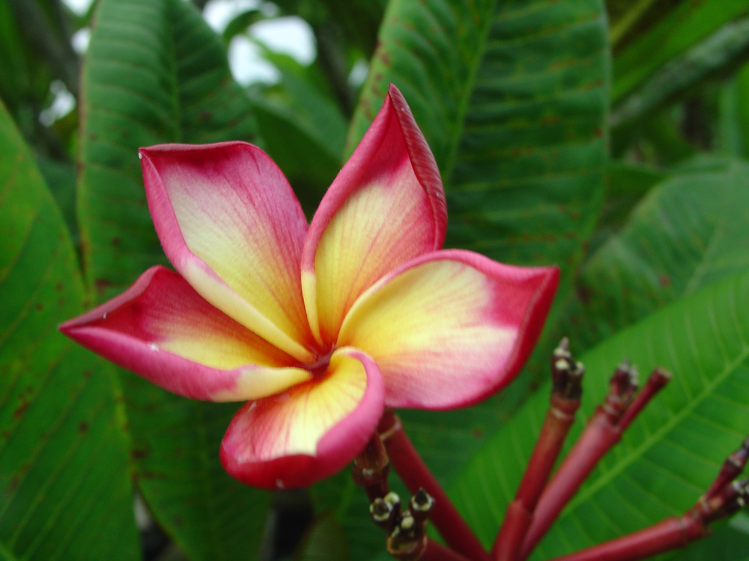 Siam Rainbow plumeria photo