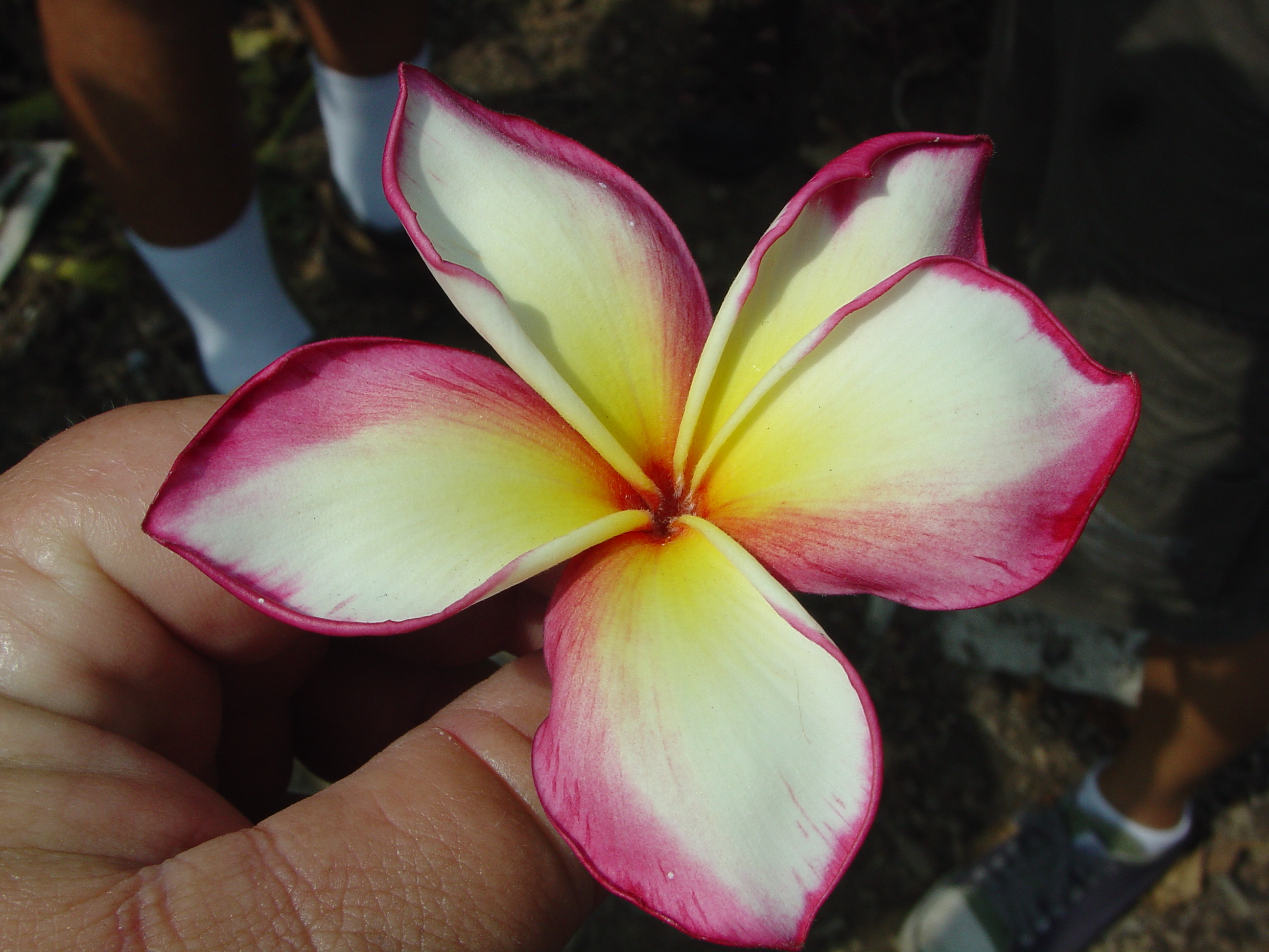 Siam Rainbow plumeria photo