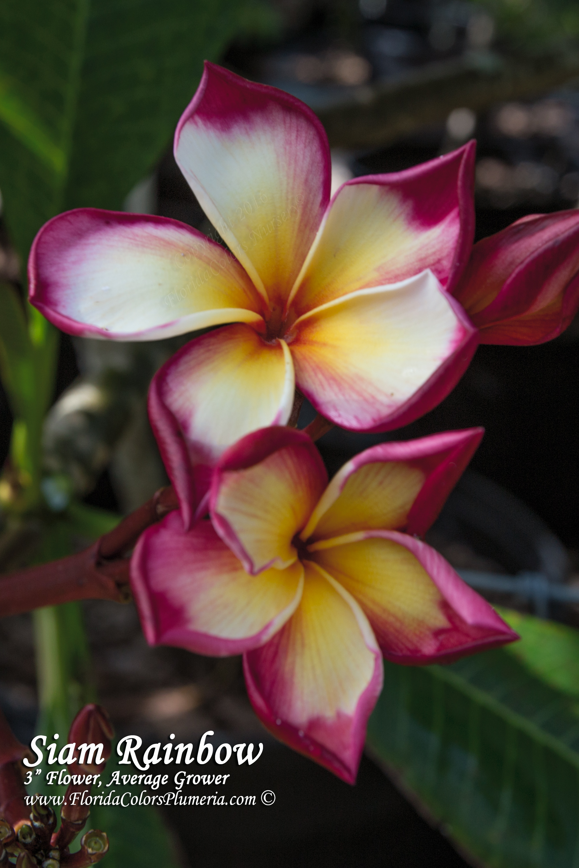 Siam Rainbow plumeria photo
