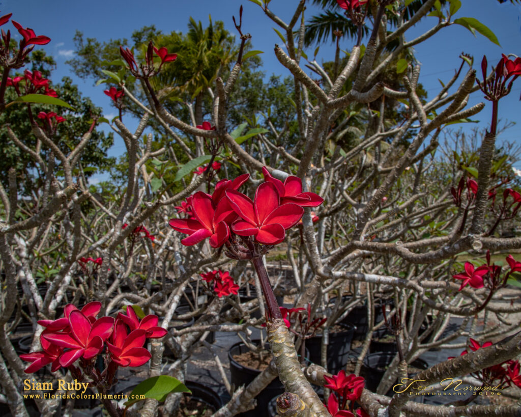 Siam Ruby plumeria photo