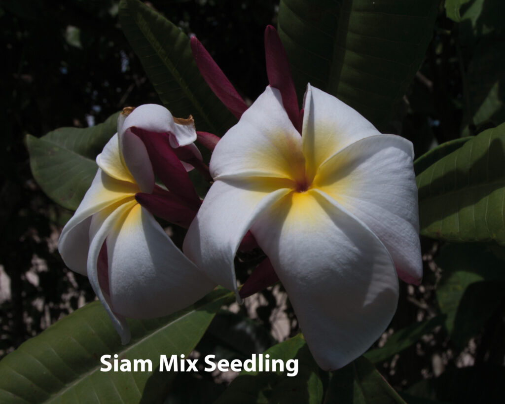 Miami Moon plumeria photo