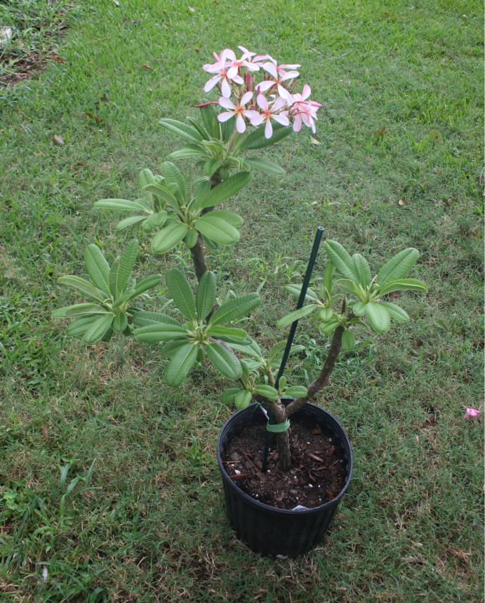 Dwarf Singapore Pink plumeria photo