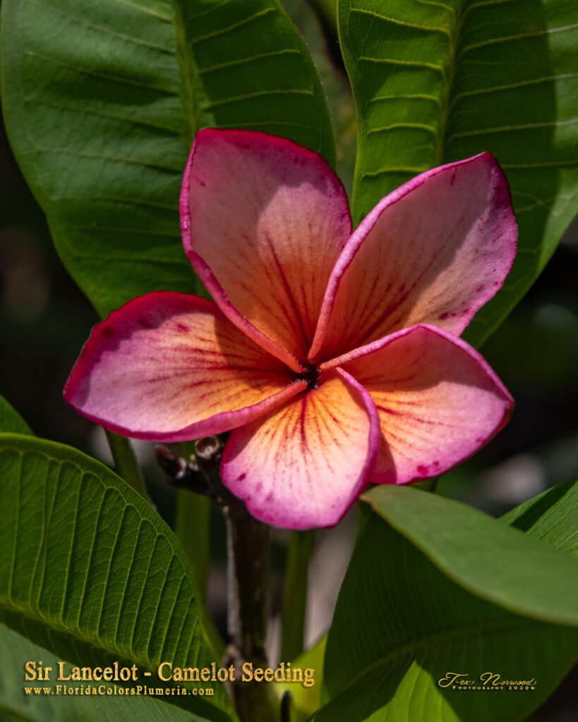 Sir Lancelot plumeria photo