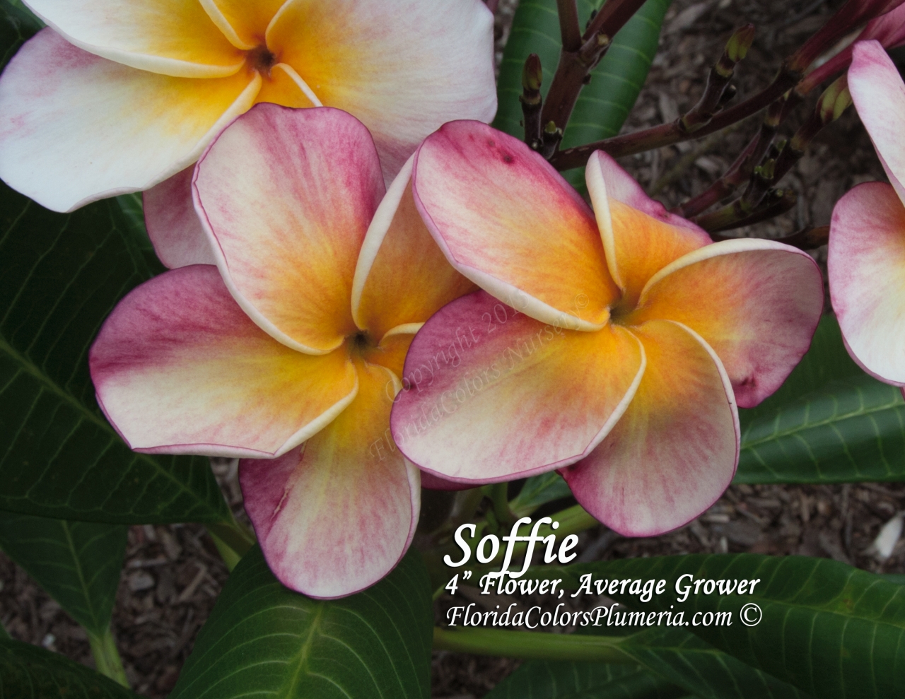 Soffie plumeria photo