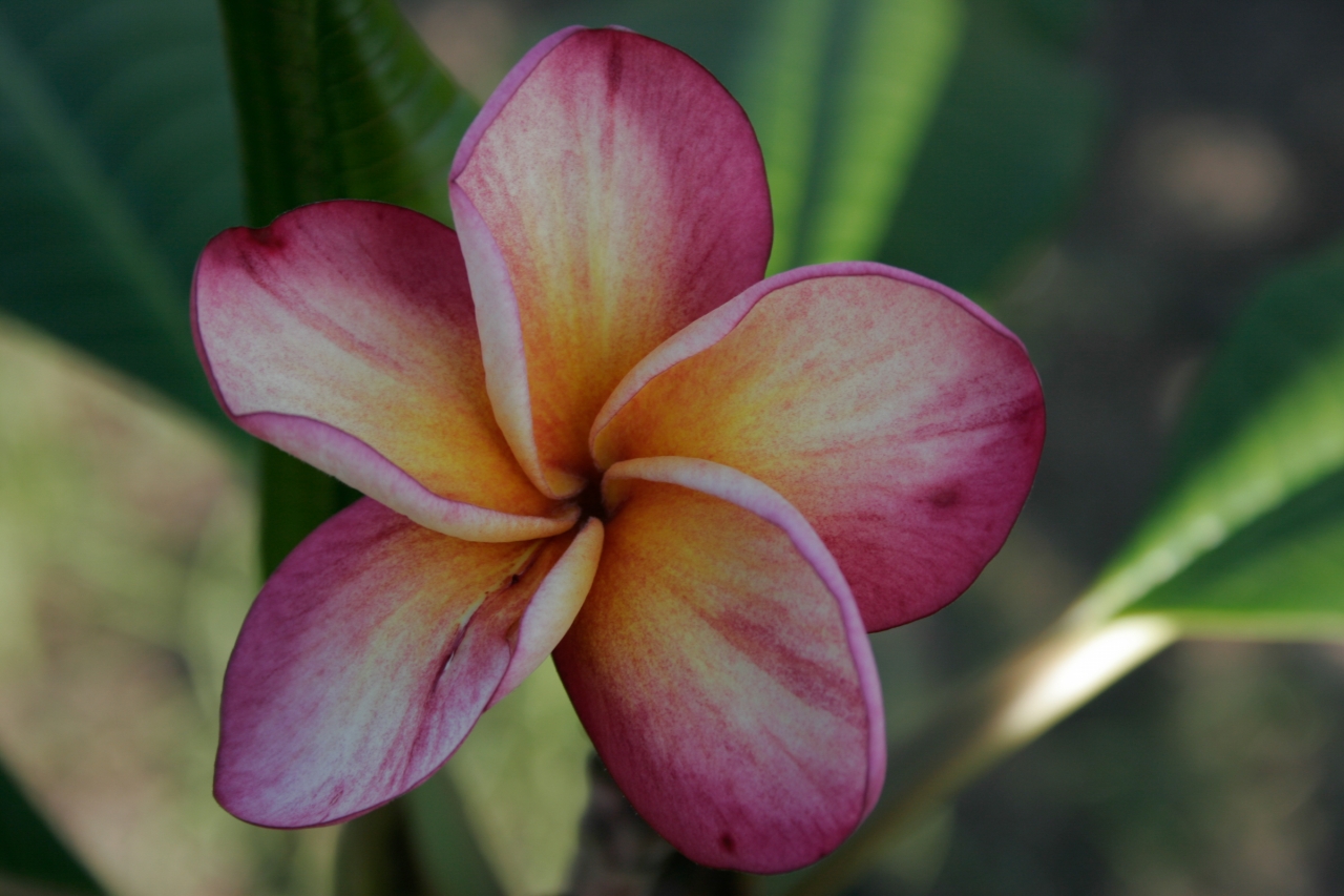 Soffie plumeria photo