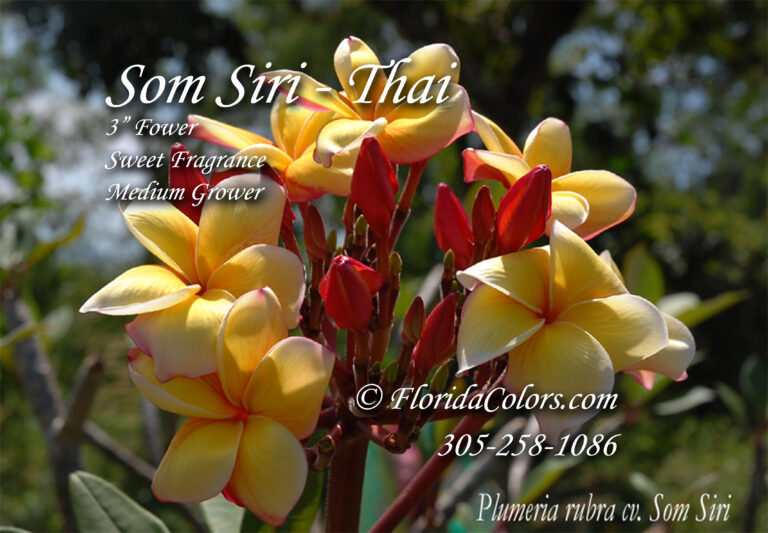 Som Siri plumeria photo