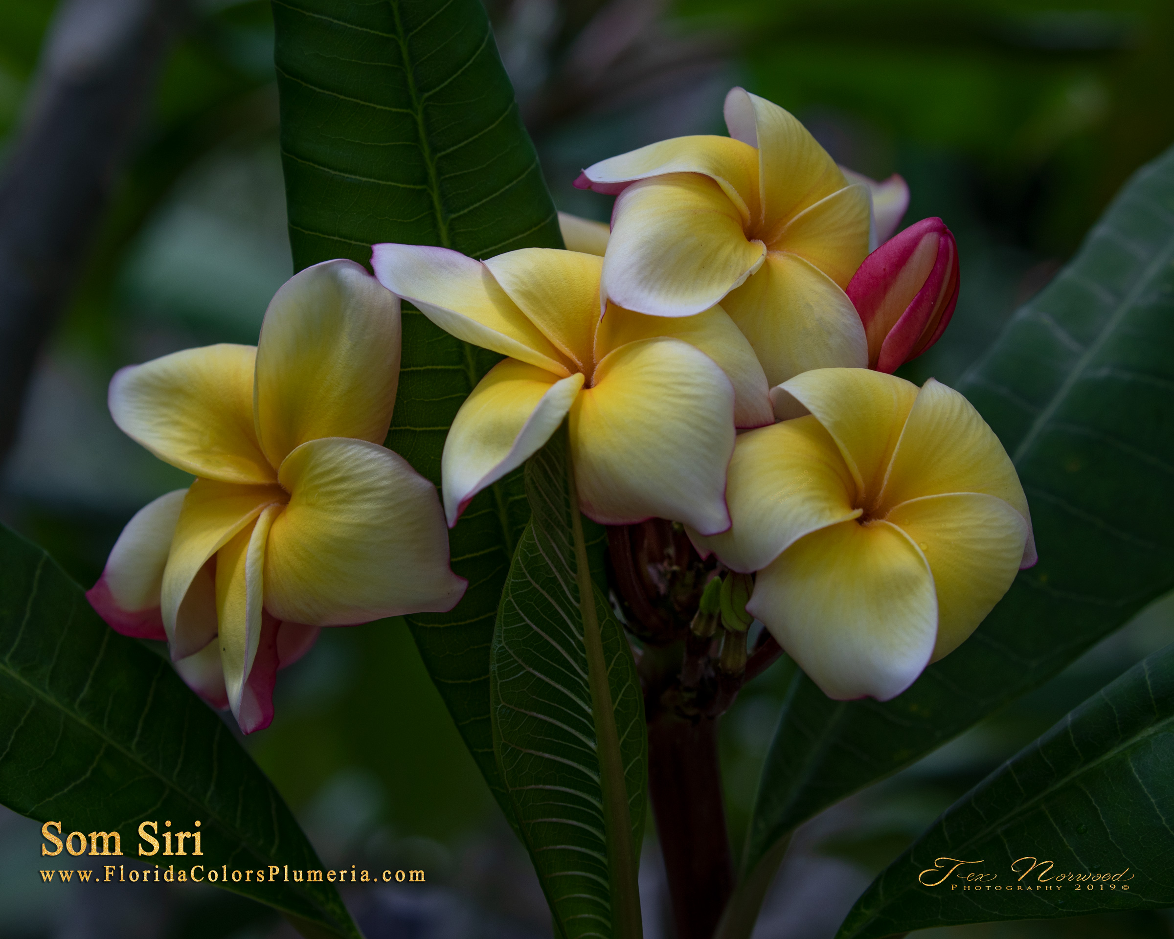 Som Siri plumeria photo