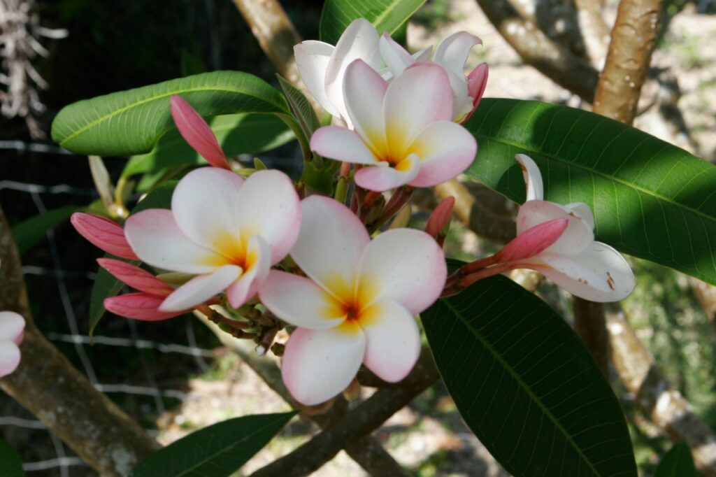 Sondra B plumeria photo