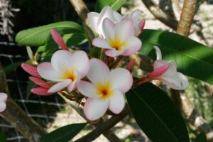 Sondra B plumeria photo