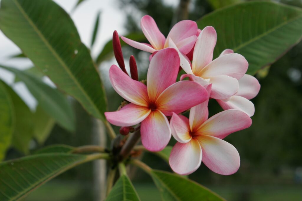 Sondra B plumeria photo