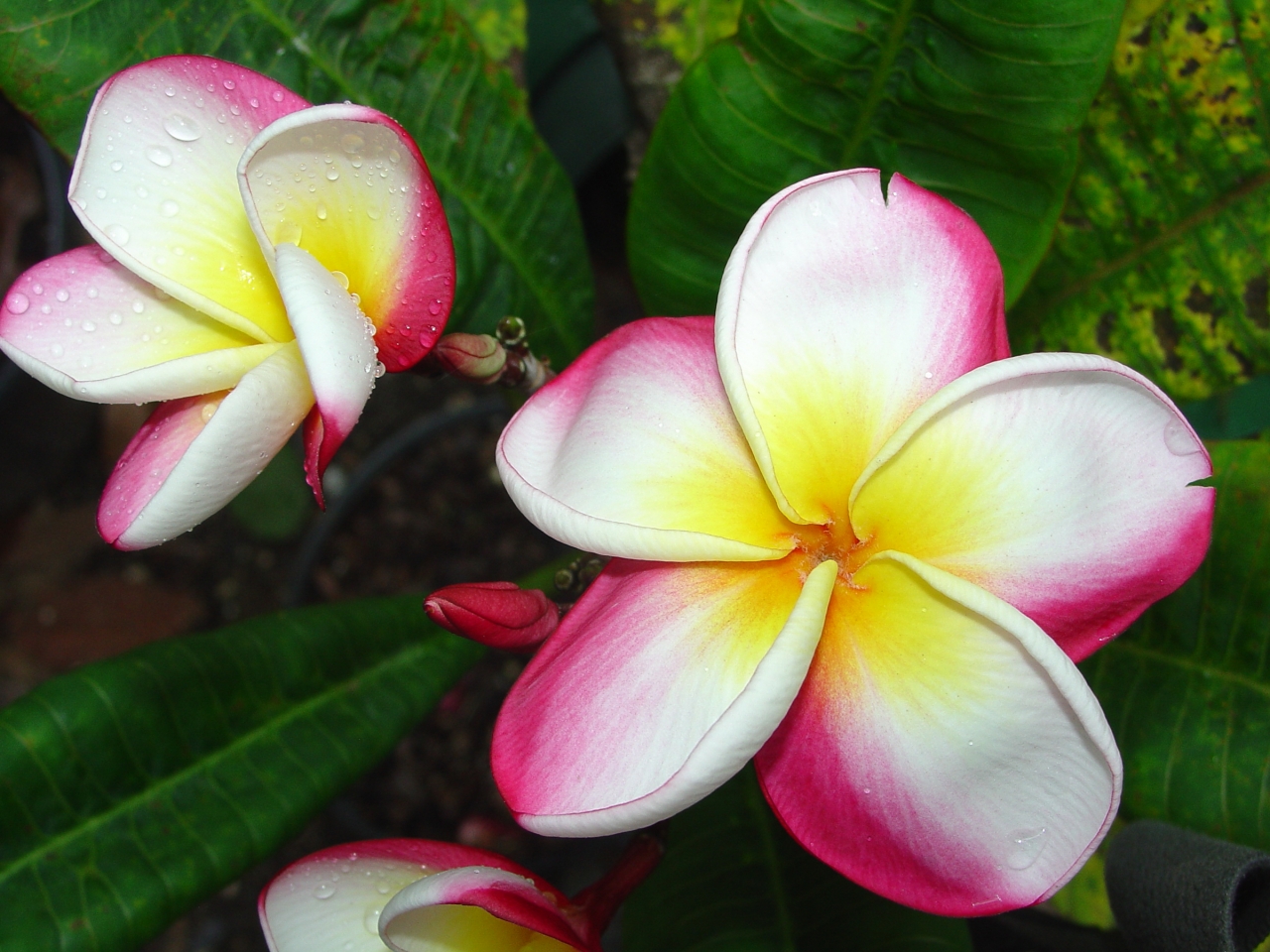 Sophie plumeria photo