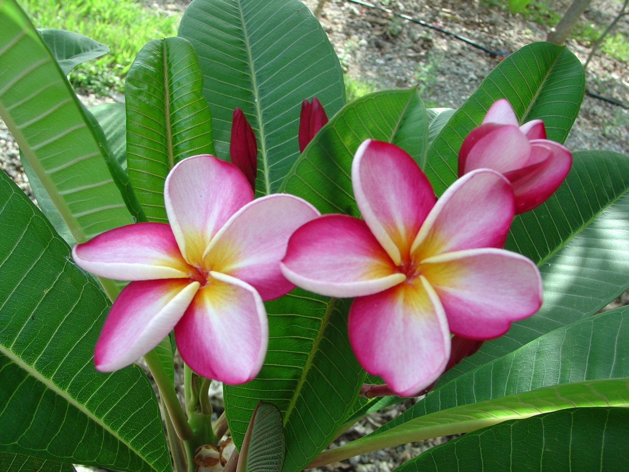 Sophie plumeria photo