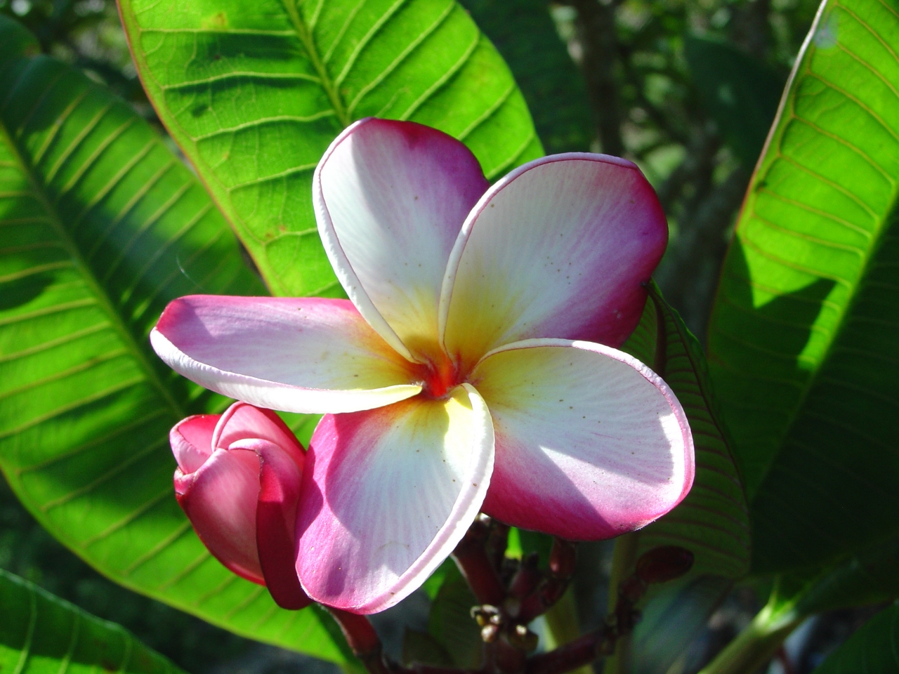 Sophie plumeria photo
