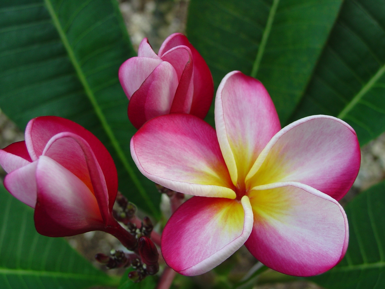 Sophie plumeria photo