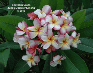 JJ Southern Cross thumbnail
