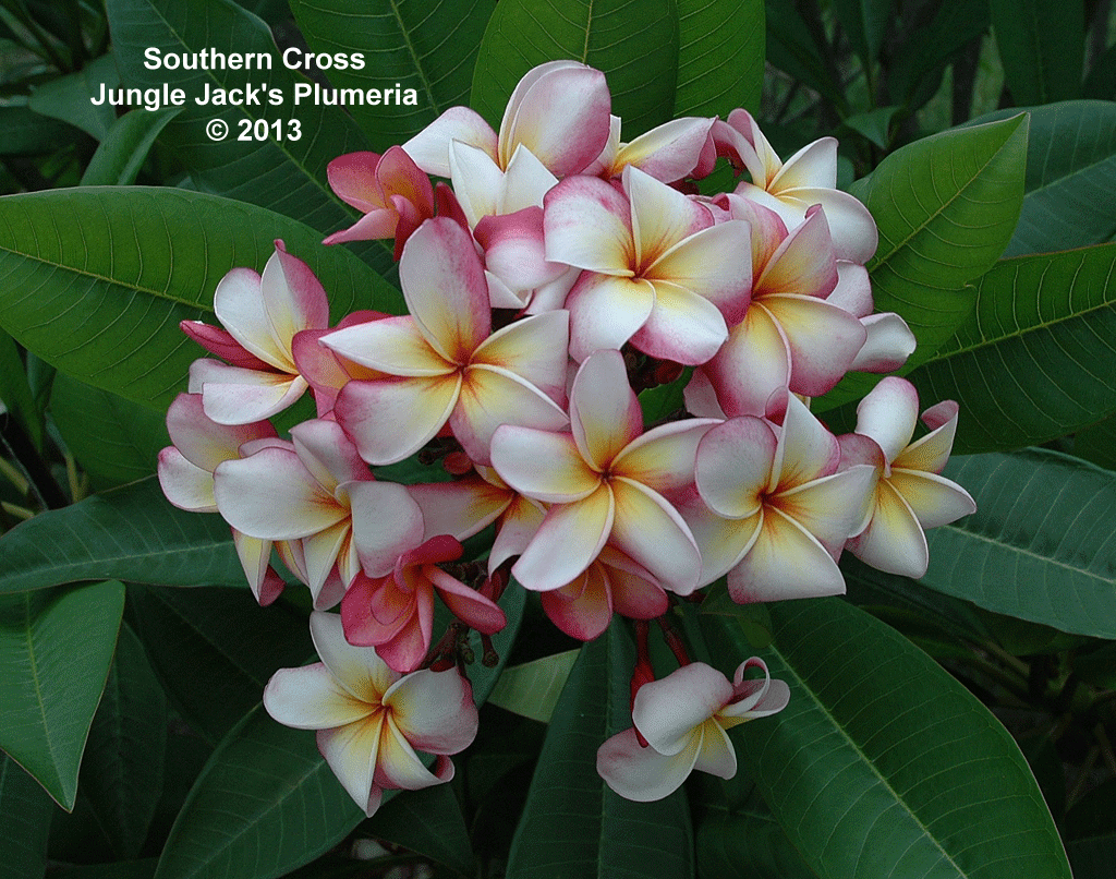 JJ Southern Cross plumeria photo