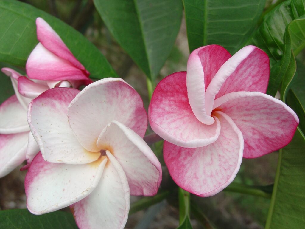 Speckletacular plumeria photo