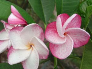 Speckletacular plumeria photo