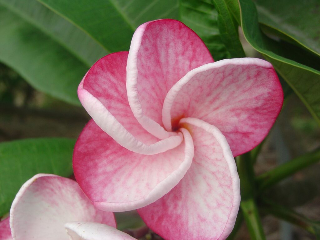 Speckletacular plumeria photo