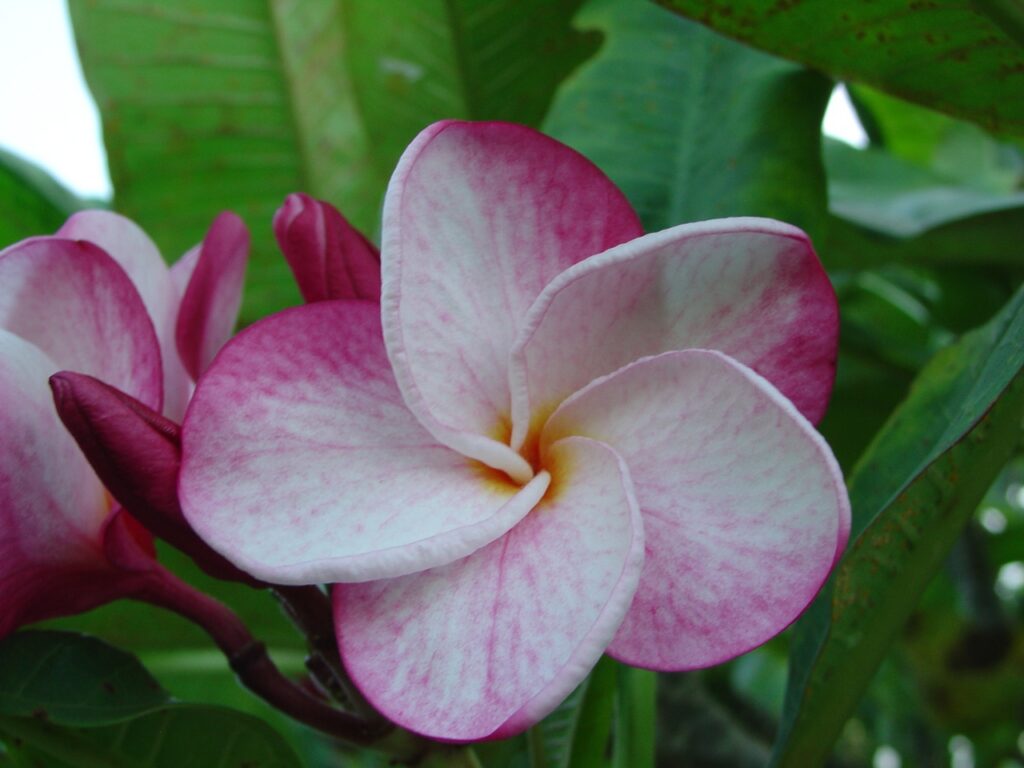 Speckletacular plumeria photo