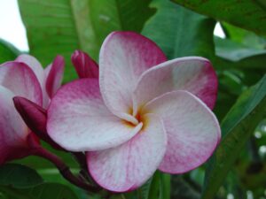 Speckletacular plumeria photo