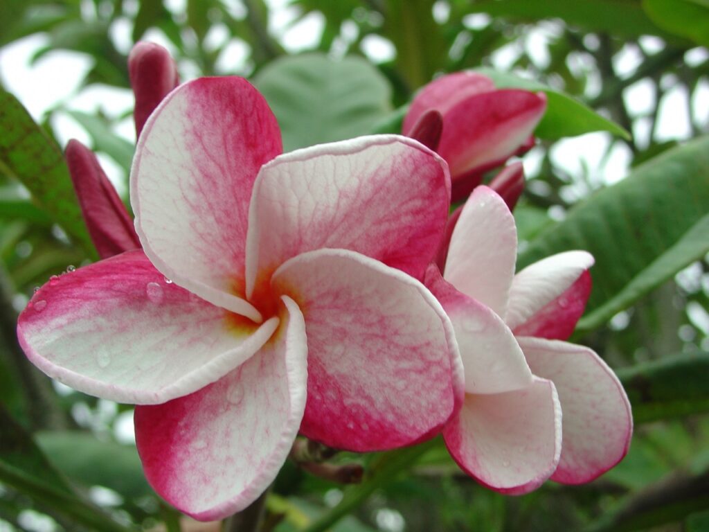 Speckletacular plumeria photo