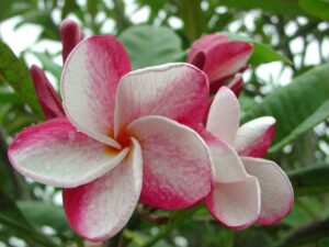 Speckletacular plumeria photo