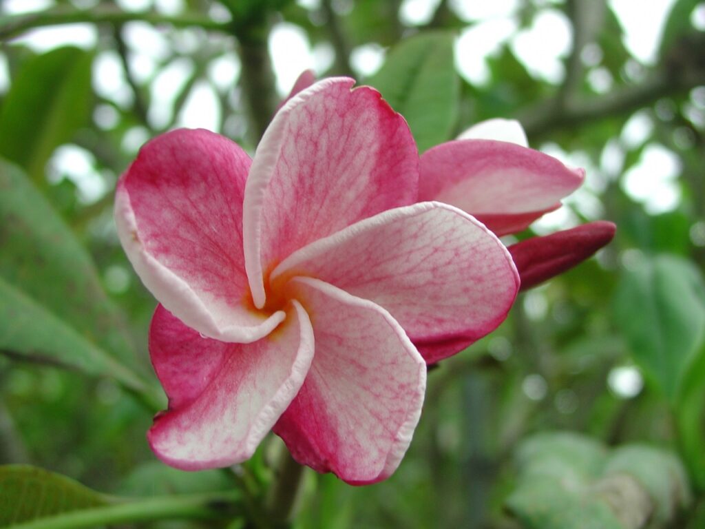 Speckletacular plumeria photo