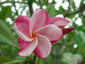 Speckletacular plumeria photo