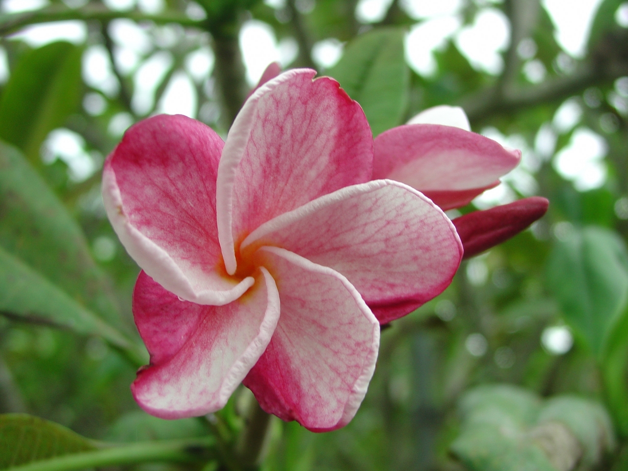 Speckletacular plumeria photo