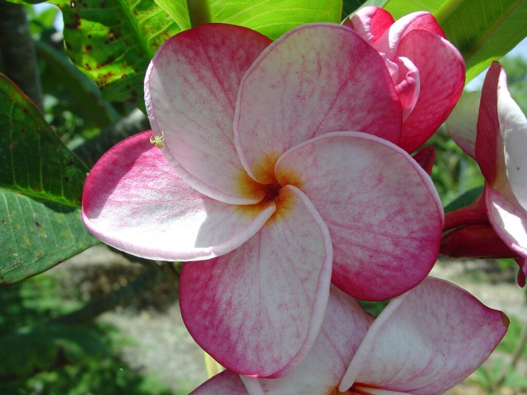 Speckletacular plumeria photo