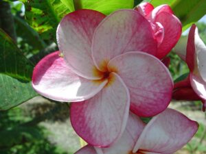 Speckletacular plumeria photo