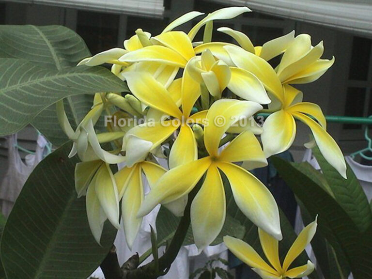 Spidery Yellow plumeria flower