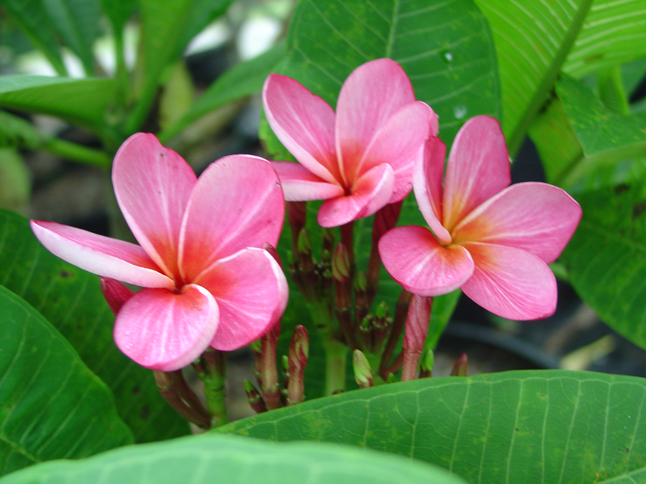 Star Ruby plumeria photo