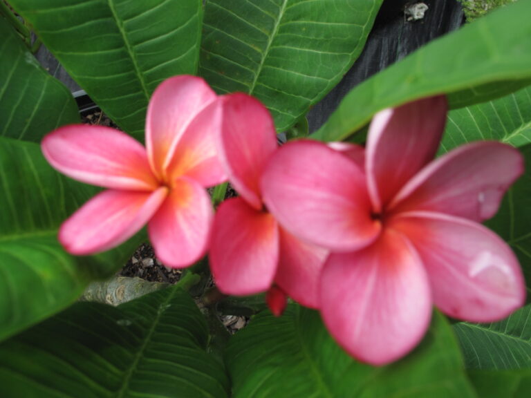 Star Ruby plumeria photo