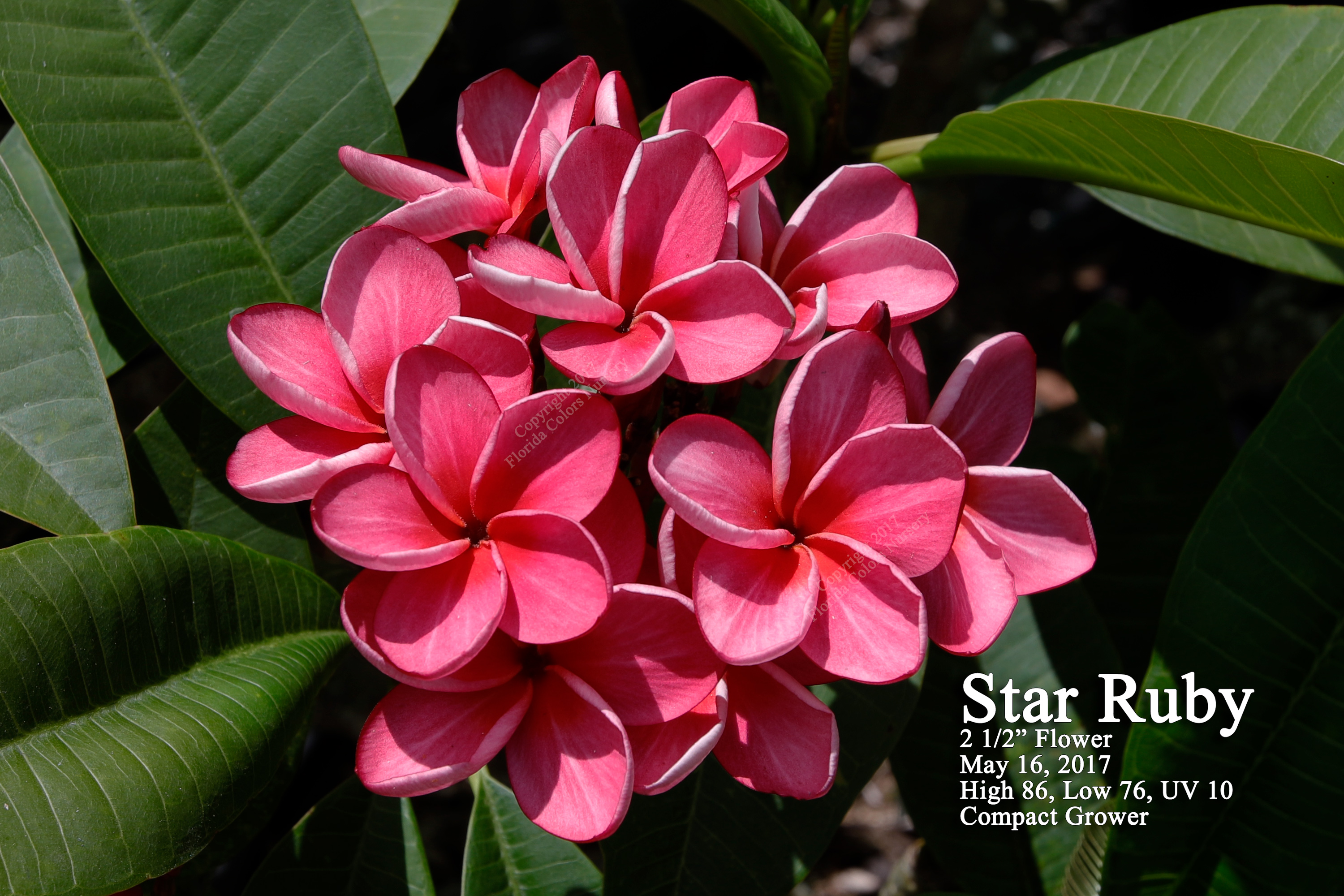 Star Ruby plumeria photo