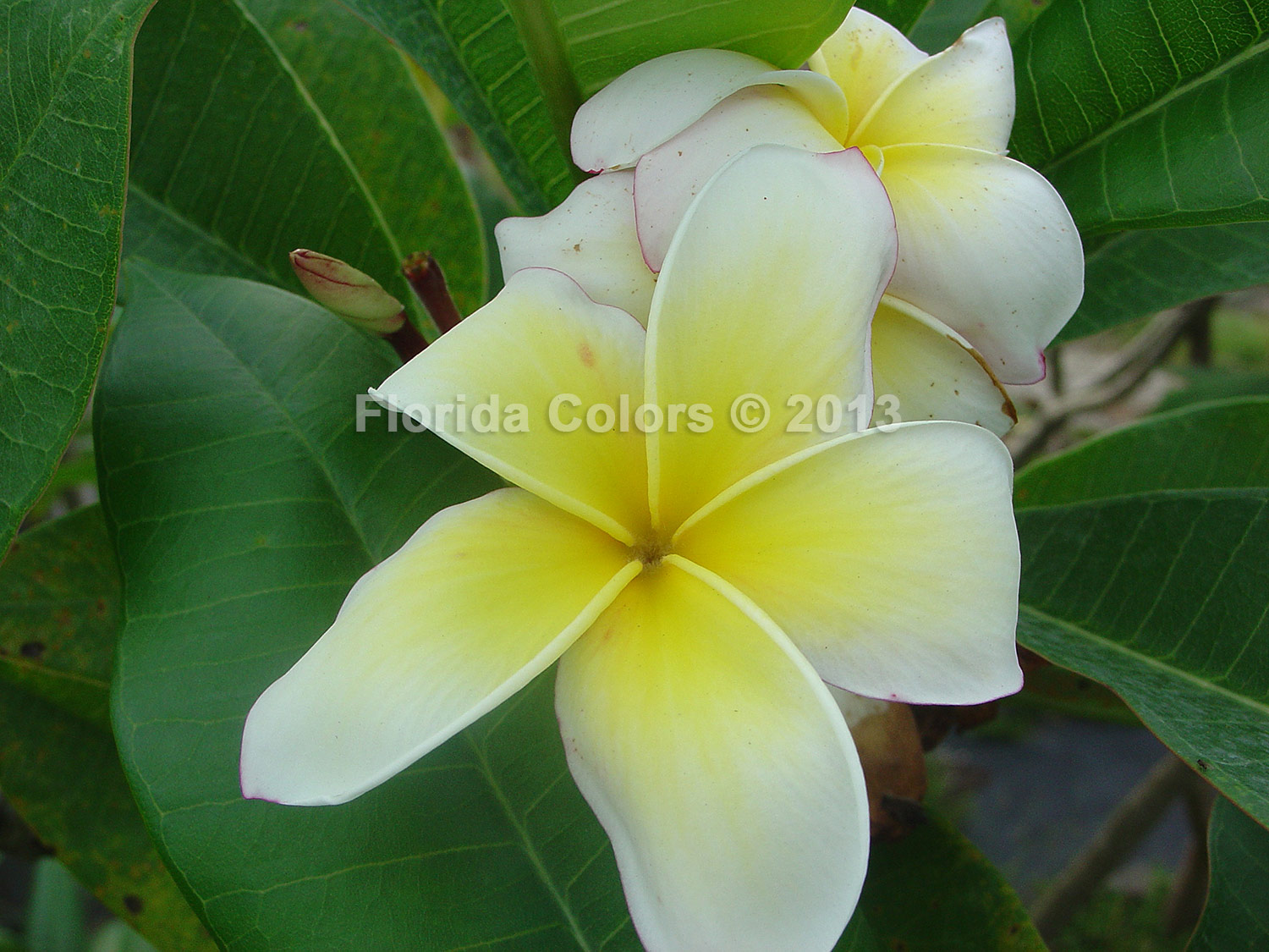 Star Light plumeria photo