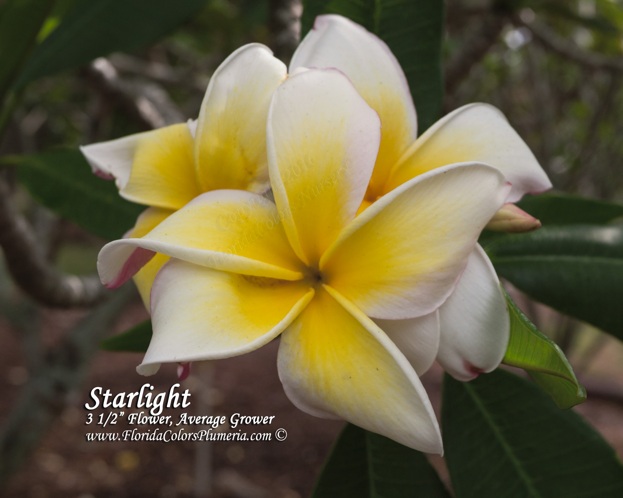 Star Light plumeria photo