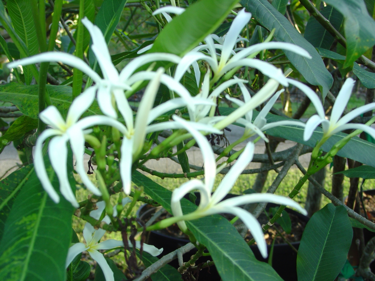 P. Stenopetala plumeria photo