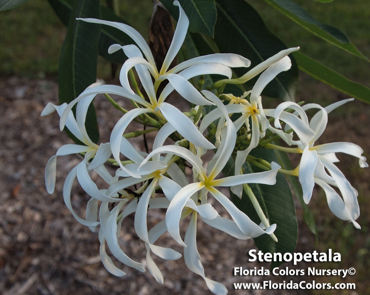 P. Stenopetala plumeria photo