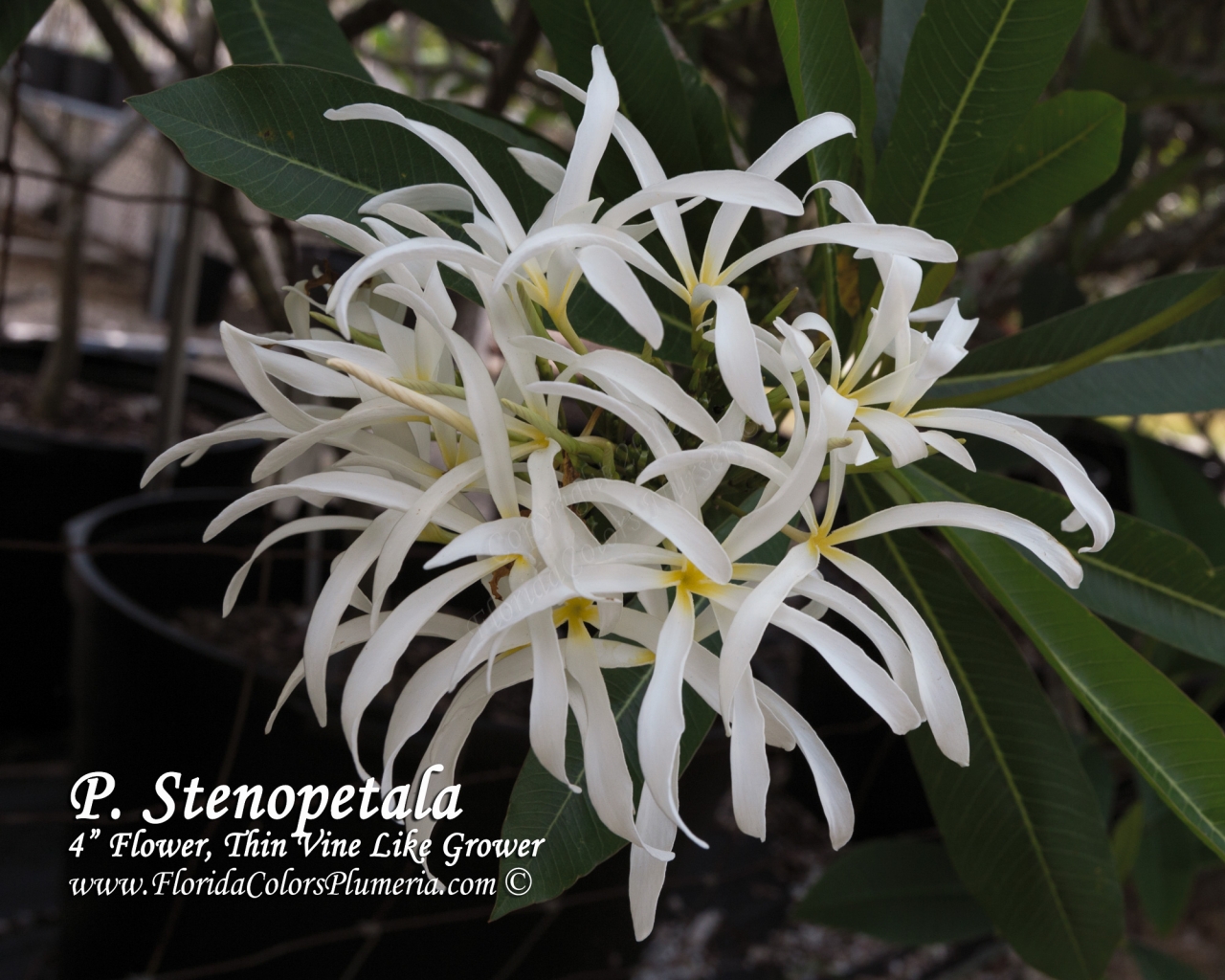 P. Stenopetala plumeria photo