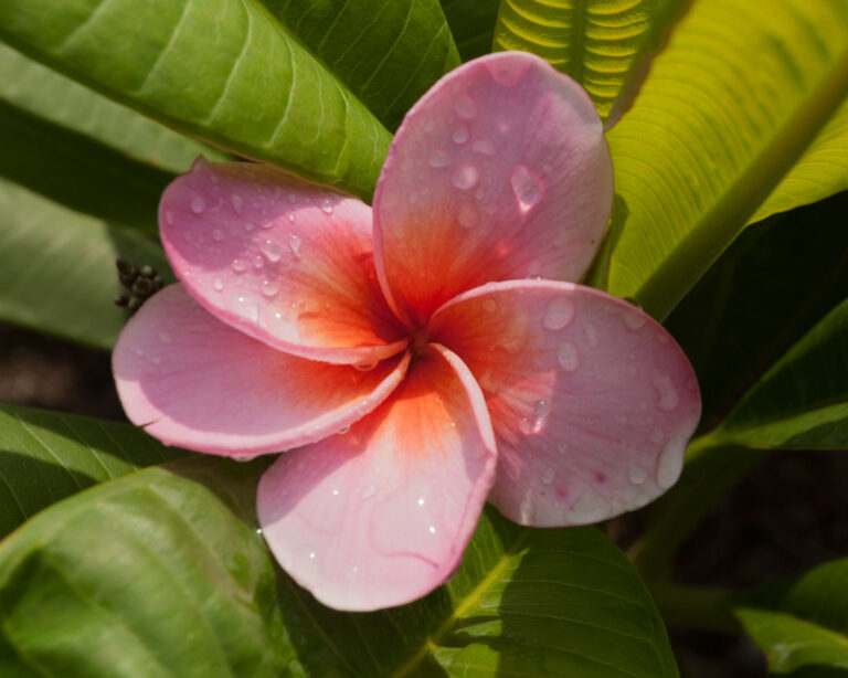 Strawberry Popsicle plumeria photo