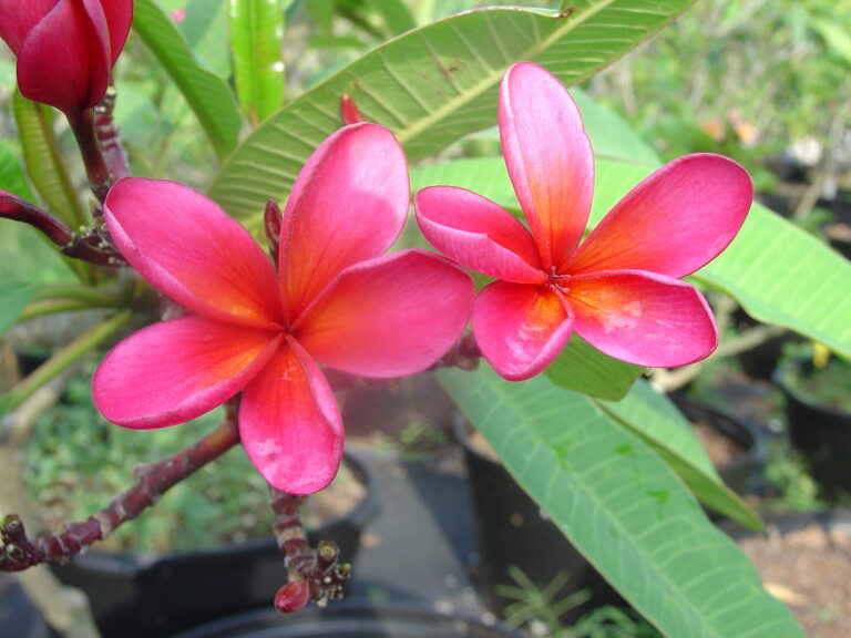 Streaky Pink plumeria photo
