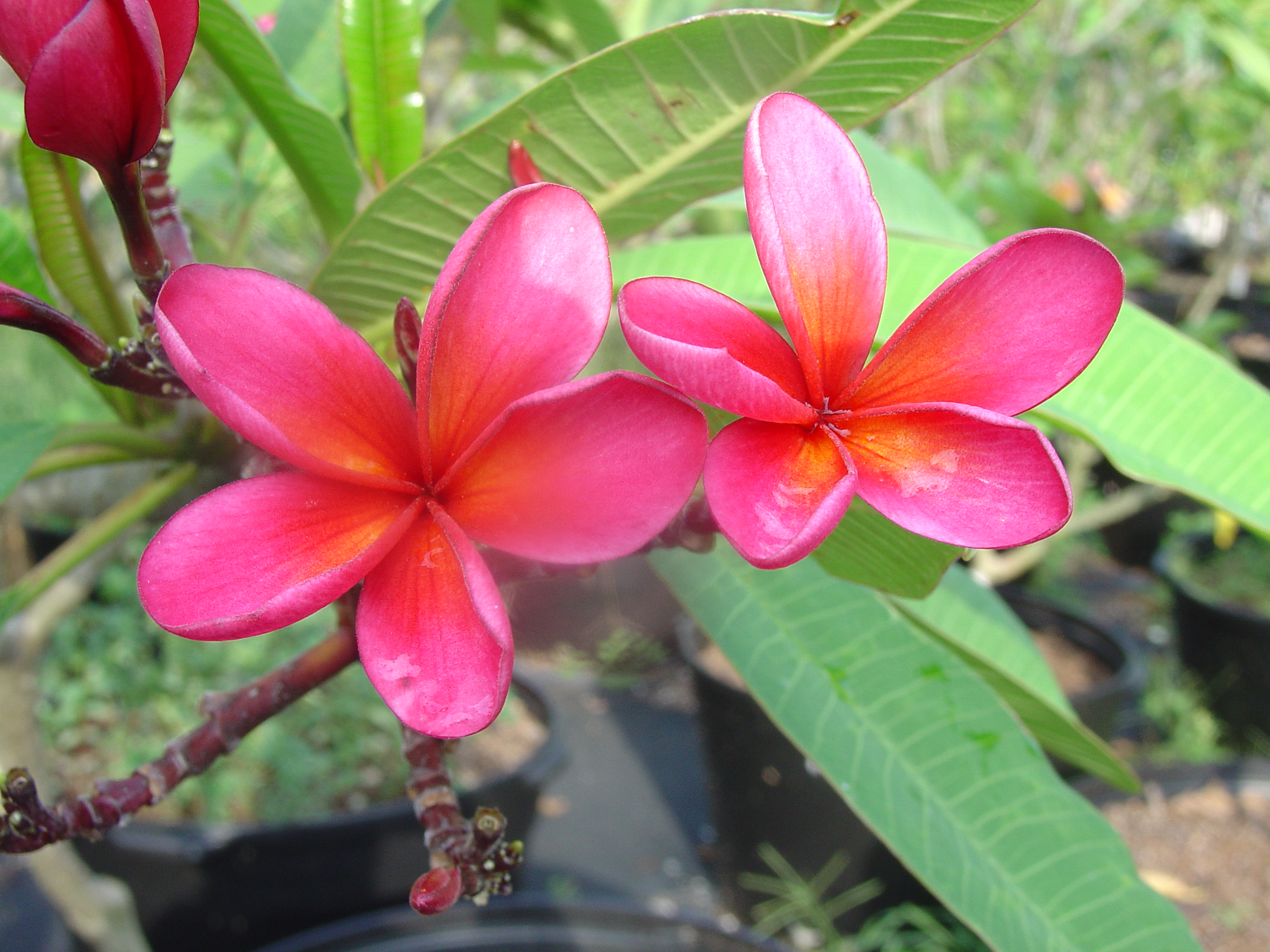 Streaky Pink plumeria photo