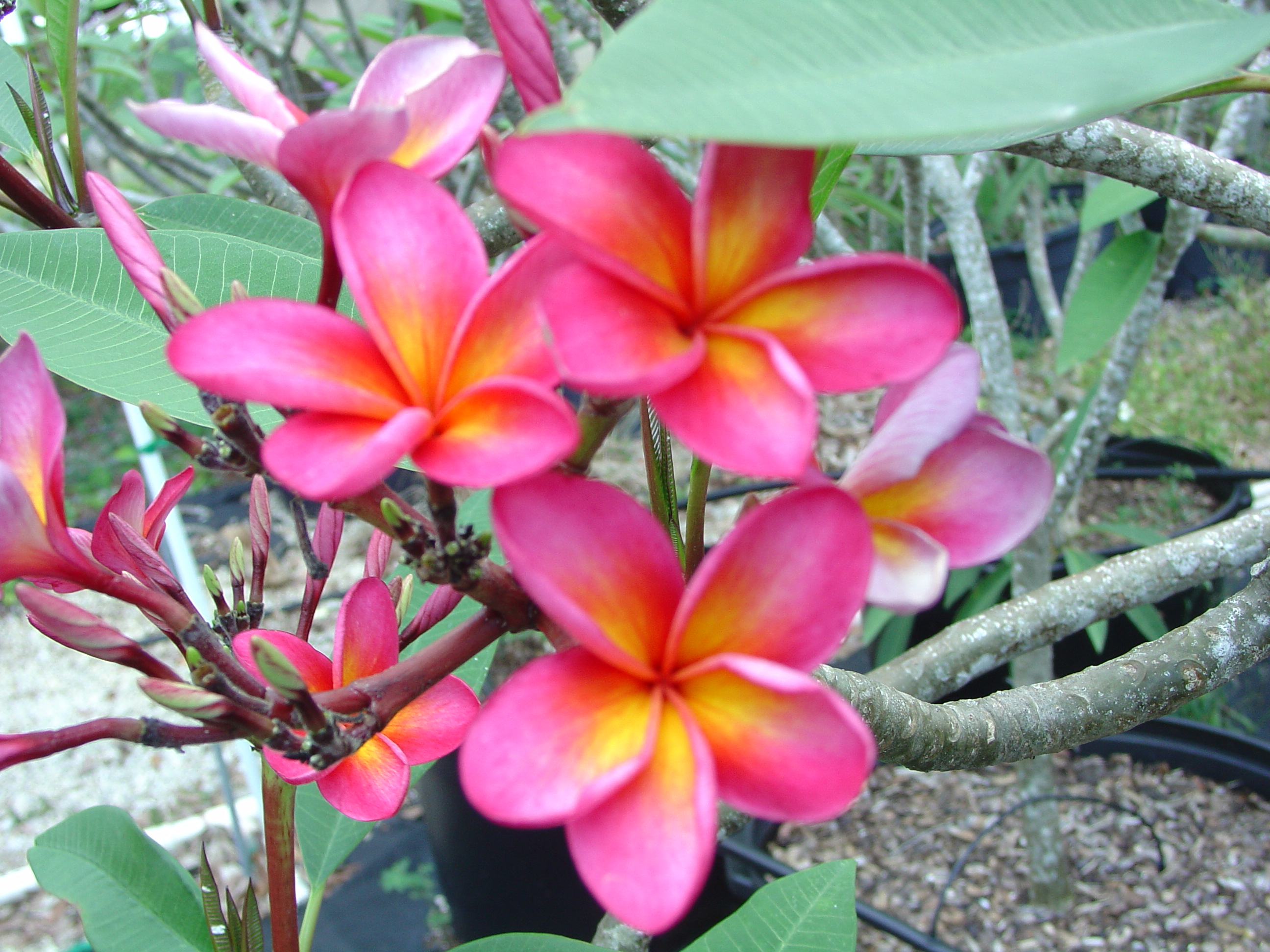 Streaky Pink plumeria photo