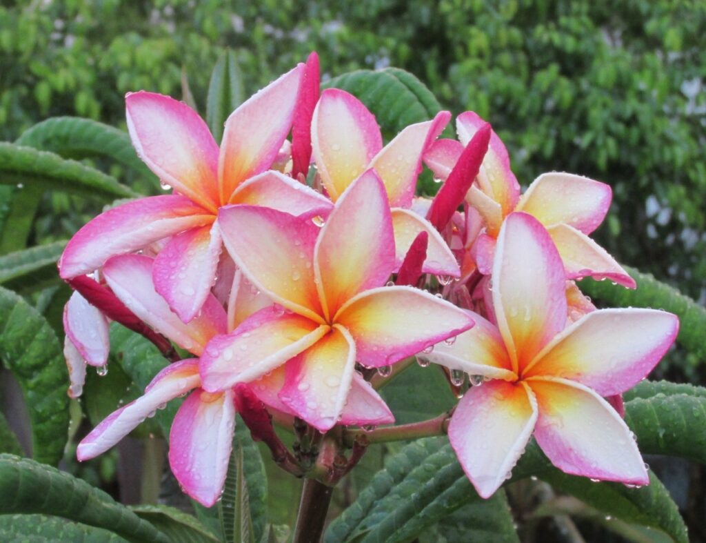 Sugar Plum Fairy plumeria photo