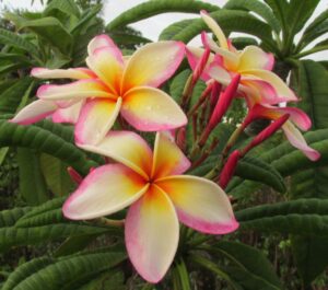 Sugar Plum Fairy plumeria photo