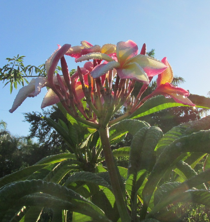 Sugar Plum Fairy plumeria photo