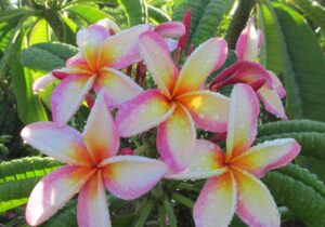Sugar Plum Fairy plumeria photo by Tex Norwood