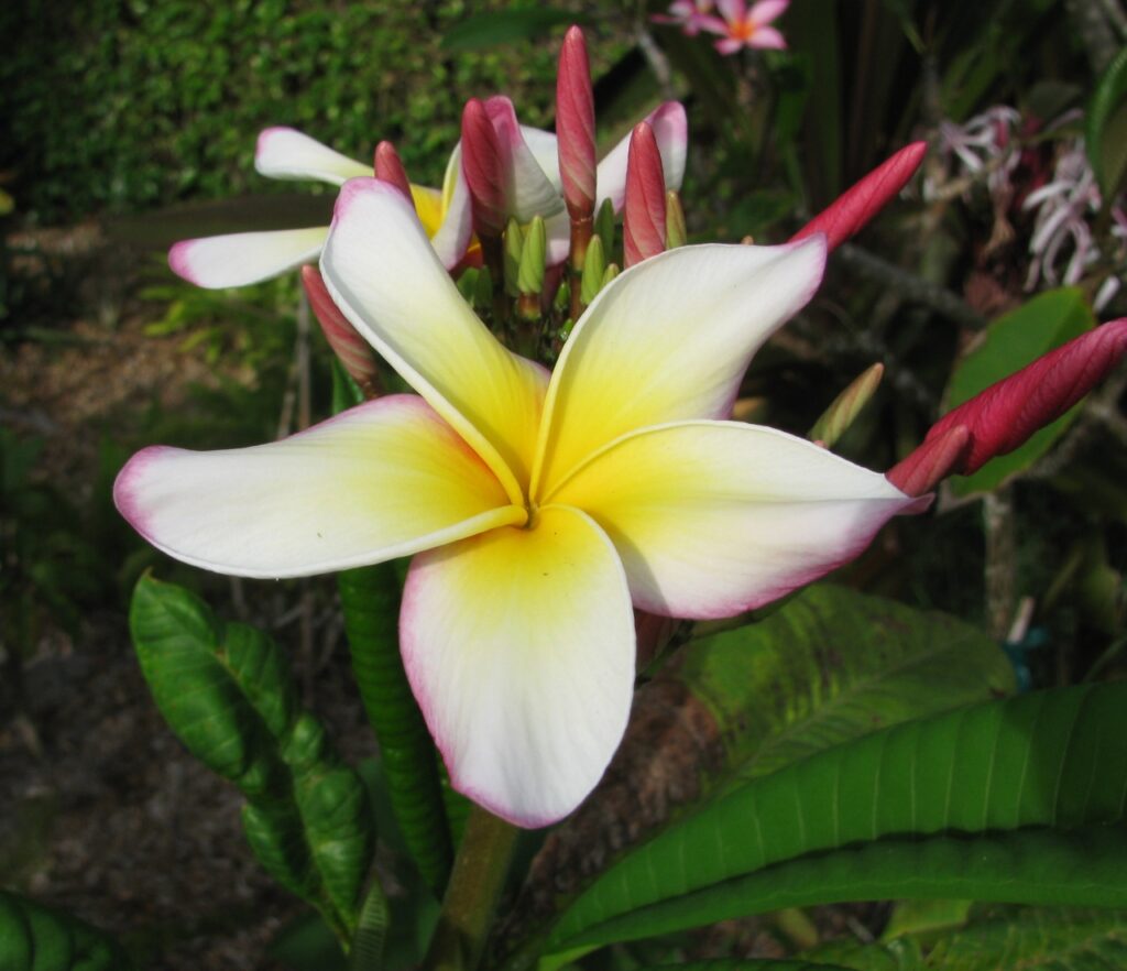 Sugar Plum Fairy plumeria photo
